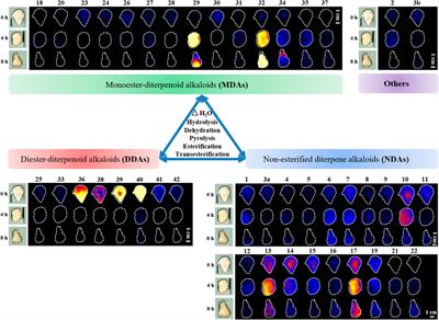 Unveiling Dynamic Changes of Chemical Constituents in Raw and Processed Fuzi With Different Steaming Time Points Using Desorption Electrospray Ionization Mass Spectrometry Imaging Combined With Metabolomics